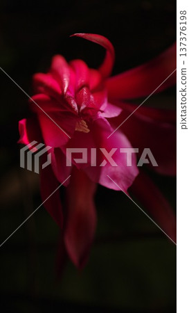 Christmas cactus wallpaper 3 Christmas cactus wallpaper 3 137376198