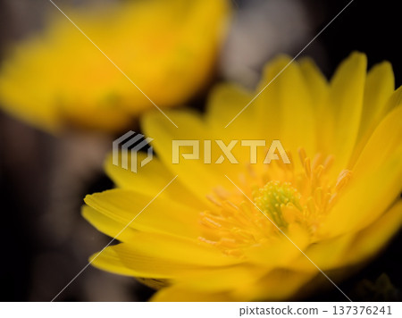 The lovely yellow adonis flowers that began to bloom on a sunny February day The lovely yellow adonis flowers that began to bloom on a sunny February day 137376241