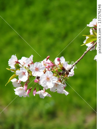 春天，櫻花在防洪堤岸的映襯下競相綻放。 137376246