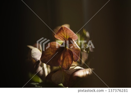 Plant Plant 137376281
