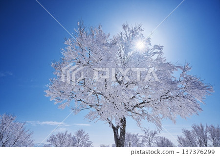冬季的野澤溫泉滑雪場:劍梨山頂的樹木被霜覆蓋。 冬季的野澤溫泉滑雪場:劍梨山頂的樹木被霜覆蓋。 137376299