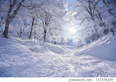 冬季野澤溫泉滑雪場:劍梨山山頂附近的霜林 冬季野澤溫泉滑雪場:劍梨山山頂附近的霜林 137376305