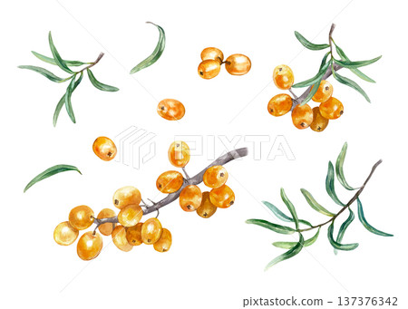 Ripe orange sea buckthorn berries with a branch and green leaves. Botanical set. Hand drawn watercolor illustration, isolated. Suitable for label design for tea, jam, oil and cosmetics. Ripe orange sea buckthorn berries with a branch and green leaves. Botanical set. Hand drawn watercolor illustration, isolated. Suitable for label design for tea, jam, oil and cosmetics. 137376342