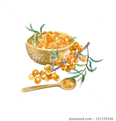 Sea buckthorn berries in a wooden bowl and spoon with a botanical branch lying nearby. Hand drawn watercolor illustration, isolated. Suitable for label design for tea, jam oil and cosmetics. 137376346