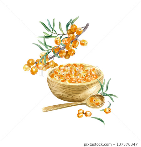 Sea buckthorn berries in a wooden bowl and spoon with a botanical branch nearby. Hand drawn watercolor illustration isolated. Suitable for label design for tea, oil, jam and cosmetics. Sea buckthorn berries in a wooden bowl and spoon with a botanical branch nearby. Hand drawn watercolor illustration isolated. Suitable for label design for tea, oil, jam and cosmetics. 137376347