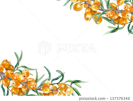 Sea buckthorn frame, ripe berries and green leaves. Corner with space for text. Hand drawn watercolor illustration, isolated. Label design for tea, jam, oil and cosmetic products. 137376348