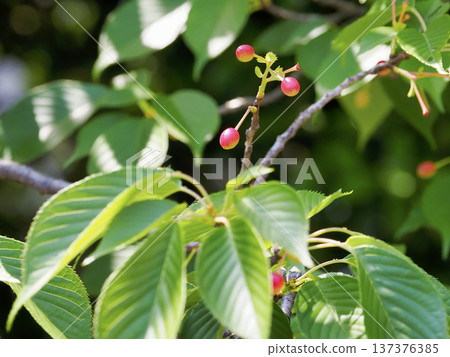Cherry fruits and ornamental cherries 137376385