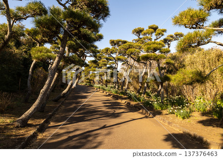 Jogashima Park, January: View from the park: daffodils in full bloom and a path of pine trees Jogashima Park, January: View from the park: daffodils in full bloom and a path of pine trees 137376463