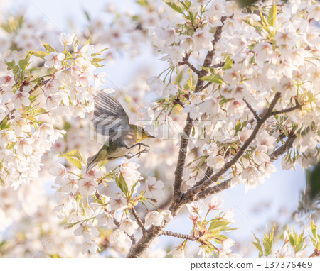 大島櫻花與日本繡眼鳥 大島櫻花與日本繡眼鳥 137376469