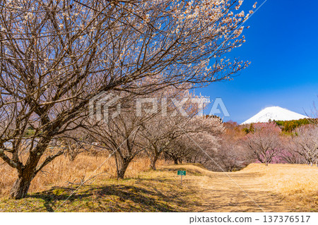 (Shizuoka Prefecture) Umenosato, Susono City: Red and white plum blossoms in full bloom, and fresh snow on Mt. Fuji (Shizuoka Prefecture) Umenosato, Susono City: Red and white plum blossoms in full bloom, and fresh snow on Mt. Fuji 137376517