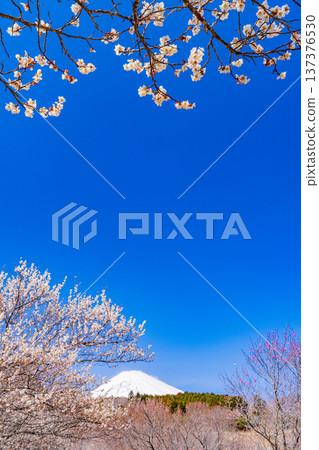(Shizuoka Prefecture) Umenosato, Susono City: Red and white plum blossoms in full bloom, and fresh snow on Mt. Fuji 137376530