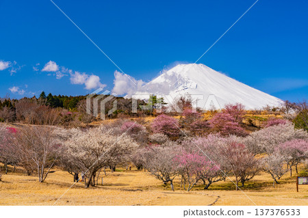 （靜岡縣）諏訪市梅之鄉：紅白梅花盛開，富士山上覆蓋著新雪。 137376533