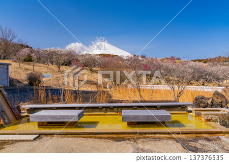 （靜岡縣）諏訪市梅之鄉：紅白梅花盛開，富士山上覆蓋著新雪。 137376535