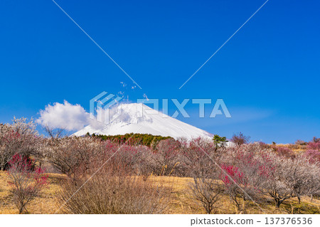 (Shizuoka Prefecture) Umenosato, Susono City: Red and white plum blossoms in full bloom, and fresh snow on Mt. Fuji (Shizuoka Prefecture) Umenosato, Susono City: Red and white plum blossoms in full bloom, and fresh snow on Mt. Fuji 137376536