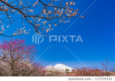 (Shizuoka Prefecture) Umenosato, Susono City: Red and white plum blossoms in full bloom, and fresh snow on Mt. Fuji (Shizuoka Prefecture) Umenosato, Susono City: Red and white plum blossoms in full bloom, and fresh snow on Mt. Fuji 137376542