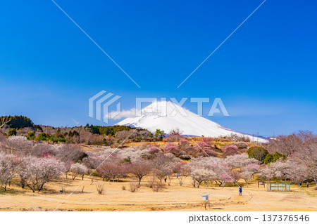 (Shizuoka Prefecture) Umenosato, Susono City: Red and white plum blossoms in full bloom, and fresh snow on Mt. Fuji (Shizuoka Prefecture) Umenosato, Susono City: Red and white plum blossoms in full bloom, and fresh snow on Mt. Fuji 137376546