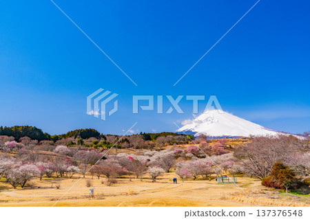 (靜岡縣)諏訪市梅之鄉:紅白梅花盛開,富士山上覆蓋著新雪。 (靜岡縣)諏訪市梅之鄉:紅白梅花盛開,富士山上覆蓋著新雪。 137376548