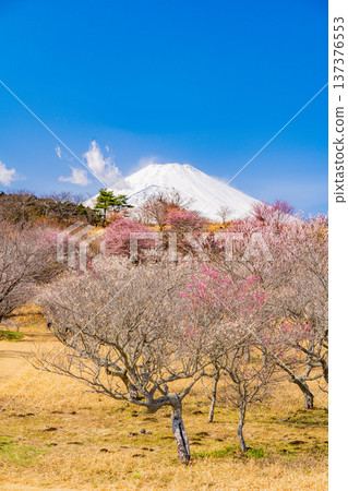 (Shizuoka Prefecture) Umenosato, Susono City: Red and white plum blossoms in full bloom, and fresh snow on Mt. Fuji (Shizuoka Prefecture) Umenosato, Susono City: Red and white plum blossoms in full bloom, and fresh snow on Mt. Fuji 137376553