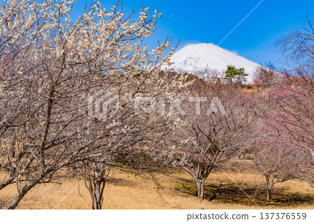 (Shizuoka Prefecture) Umenosato, Susono City: Red and white plum blossoms in full bloom, and fresh snow on Mt. Fuji (Shizuoka Prefecture) Umenosato, Susono City: Red and white plum blossoms in full bloom, and fresh snow on Mt. Fuji 137376559
