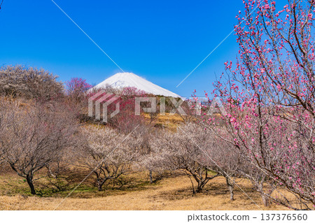 (靜岡縣)諏訪市梅之鄉:紅白梅花盛開,富士山上覆蓋著新雪。 (靜岡縣)諏訪市梅之鄉:紅白梅花盛開,富士山上覆蓋著新雪。 137376560