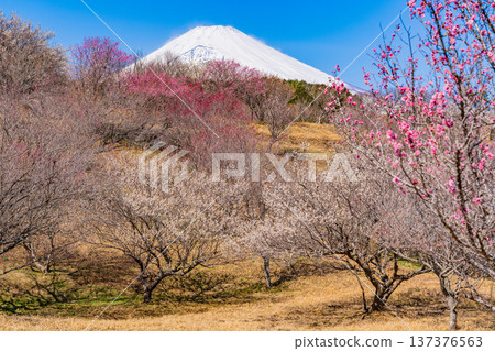 (Shizuoka Prefecture) Umenosato, Susono City: Red and white plum blossoms in full bloom, and fresh snow on Mt. Fuji 137376563