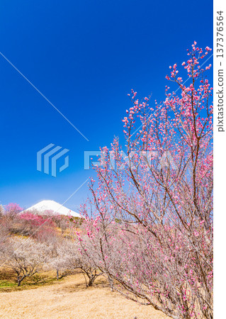 (Shizuoka Prefecture) Umenosato, Susono City: Red and white plum blossoms in full bloom, and fresh snow on Mt. Fuji 137376564