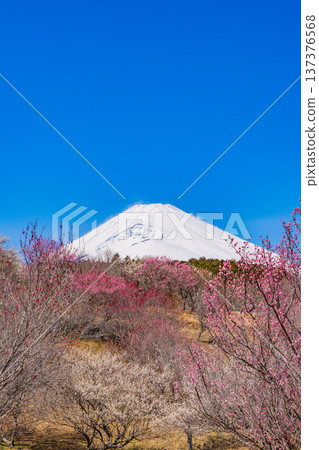 (Shizuoka Prefecture) Umenosato, Susono City: Red and white plum blossoms in full bloom, and fresh snow on Mt. Fuji (Shizuoka Prefecture) Umenosato, Susono City: Red and white plum blossoms in full bloom, and fresh snow on Mt. Fuji 137376568