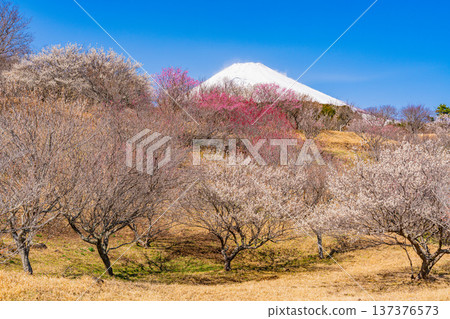（靜岡縣）諏訪市梅之鄉：紅白梅花盛開，富士山上覆蓋著新雪。 137376573