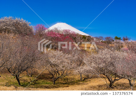 （靜岡縣）諏訪市梅之鄉：紅白梅花盛開，富士山上覆蓋著新雪。 137376574