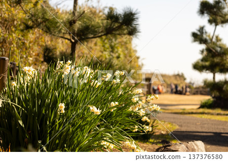 Jogashima Park, January: View from the park: daffodils in full bloom and a path of pine trees Jogashima Park, January: View from the park: daffodils in full bloom and a path of pine trees 137376580