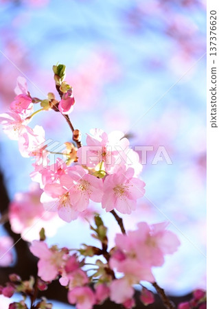 Utsunomiyagijo公園的Kawazu櫻花 137376620