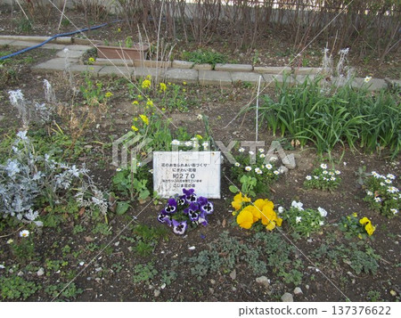 Purple and yellow violas, white snowdrops, and yellow rapeseed flowers Purple and yellow violas, white snowdrops, and yellow rapeseed flowers 137376622