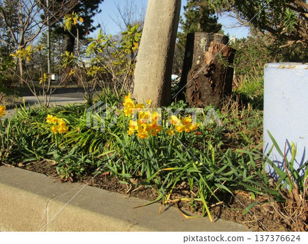 冬花 美麗的黃水仙花 冬花 美麗的黃水仙花 137376624