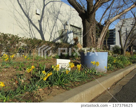 小島花園裡的黃色水仙花 小島花園裡的黃色水仙花 137376625