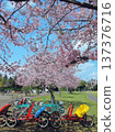 Spring at Koyama Park: Enjoy rental bicycles 137376716