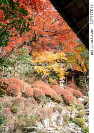 Nagaokakyo City, Kyoto Prefecture Nishiyama Yanagidani Temple (Yanagidani Kannon) Autumn leaves at Jodoen Nagaokakyo City, Kyoto Prefecture Nishiyama Yanagidani Temple (Yanagidani Kannon) Autumn leaves at Jodoen 137377058