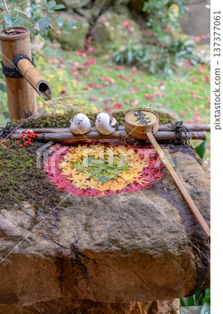 Maple garden water basin at Yokokuji Temple (Yanagidani Kannon), Nishiyama, Nagaokakyo City, Kyoto Prefecture (Autumn leaves) 137377061