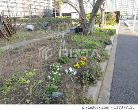 Kawazu cherry blossoms in front of Inage-kaigan Station are in full bloom 137377153