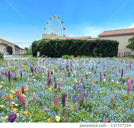 Kanaful flower field and Ferris wheel 137377154