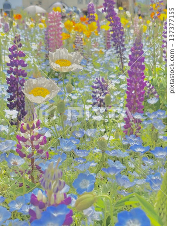 Light blue and purple flower field 137377155