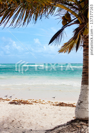 Palm tree on tropical caribbean beach on a bright summer day Palm tree on tropical caribbean beach on a bright summer day 137377163