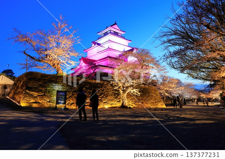 Cherry Blossom Illumination at Tsuruga Castle / Aizuwakamatsu City, Fukushima Prefecture Cherry Blossom Illumination at Tsuruga Castle / Aizuwakamatsu City, Fukushima Prefecture 137377231