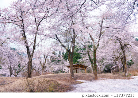 山形縣小國町:飯出山腳下的殘雪與櫻花 山形縣小國町:飯出山腳下的殘雪與櫻花 137377235