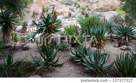 Century Plant Agave Aloe Ferox Century Plant Agave Aloe Ferox 137377327