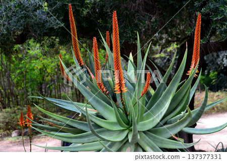 Century Plant Agave Aloe Ferox Century Plant Agave Aloe Ferox 137377331