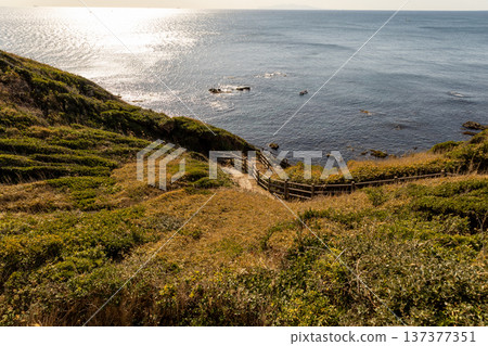 Jogashima Park, January, view from the park Jogashima Park, January, view from the park 137377351