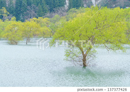 山形縣白川水壩:一片被綠色植物環繞的淹沒森林 山形縣白川水壩:一片被綠色植物環繞的淹沒森林 137377426