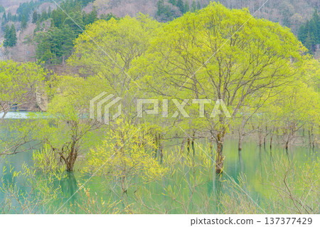 山形縣白川水壩:一片被綠色植物環繞的淹沒森林 山形縣白川水壩:一片被綠色植物環繞的淹沒森林 137377429