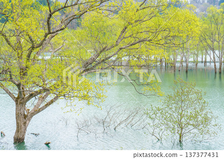 Shirakawa Dam, Yamagata Prefecture: A submerged forest surrounded by fresh greenery Shirakawa Dam, Yamagata Prefecture: A submerged forest surrounded by fresh greenery 137377431