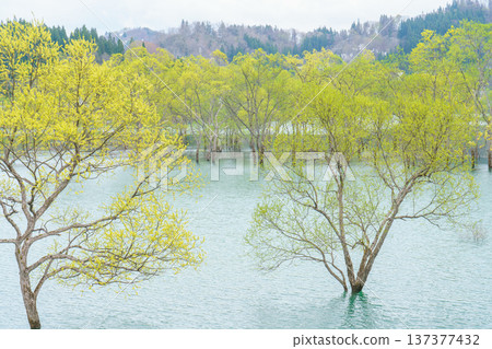 山形縣白川水壩:一片被綠色植物環繞的淹沒森林 山形縣白川水壩:一片被綠色植物環繞的淹沒森林 137377432